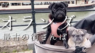 【ドイツ在住OLパグさん】海外出張!オランダ最古の街マーストリヒト|PUG DOGS in Maastricht【パグ犬 炭鈴】