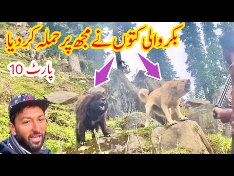 Bakrwals Traveling in Kashmir | PART 10 | Nomads Life | Nanga Peer To Ganga Choti