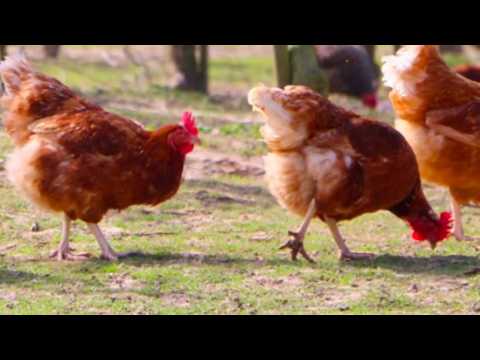 10 best egg laying chicken breeds