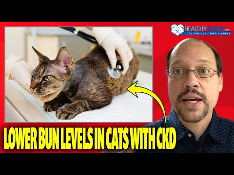 How To Lower Bun Levels In Cats With Kidney Disease. Supplements To Lower BUN & Creatine Levels Cats