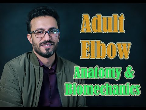 02 Adult elbow: Anatomy and Biomechanics