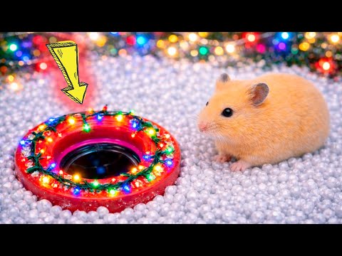 🐹🎄Hamster Winter - Maze Adventures🛑Live Stream