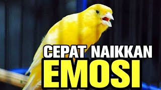 Download lagu CUITAN KENARI PAUD PANCINGAN KENARI STRESS MACET BUNYI || CEPAT NAIKKAN EMOSI mp3