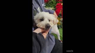Video preview image #1 Poo-Ton (Miniature) Puppy For Sale in Seattle, WA, USA