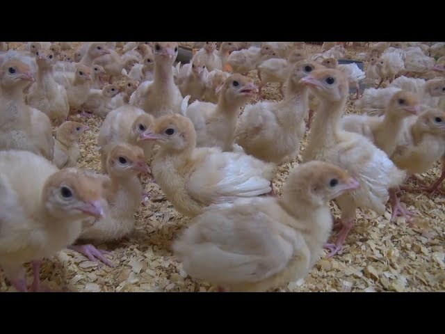 Поддержка для фермеров