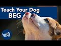 How To Teach Your Dog To Beg