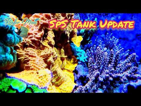 SPS Reef Tank Update!