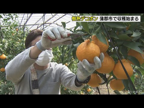 ラグーミニの木 (Prunus Tomentosa) を植える時期と、この崇高な果樹の世話をする方法は何ですか?  庭園