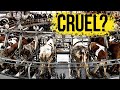 The Cruel Reality Of Dairy Farms Is Drinking Cow Milk Ethical Milk Production ENDEVR Explains