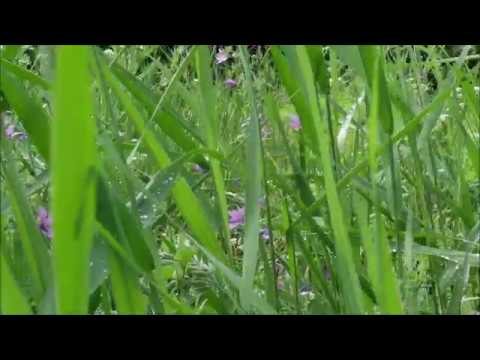 FIR DE IARBĂ-Emilian Onciu