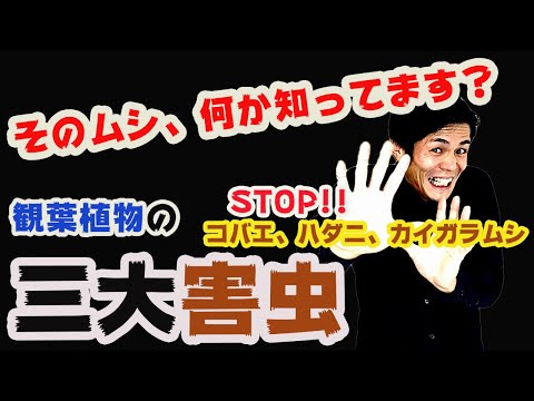コナカイガラムシは観葉植物の一般的な害虫です
