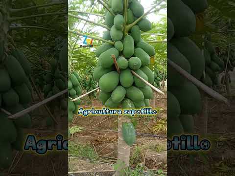 así producen los campos de Zapotillo Loja Ecuador