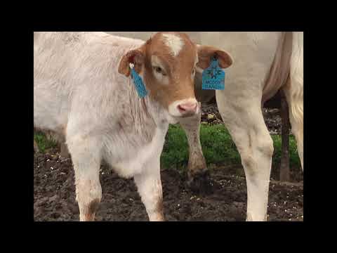 Lot 70   136 Miss Catastrophe