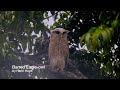 Barred Eagle Owl