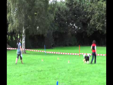Skippie Obedience Beginner