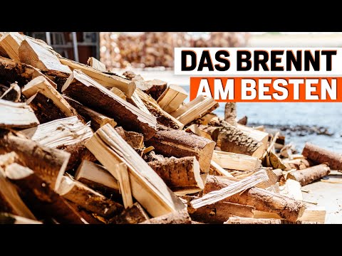 Brennholz: Das sind die besten Holzarten für Ihren Kamin