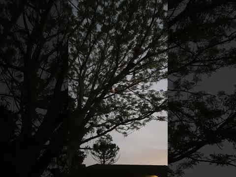 Alguém já viu Galinha-d’angola dormindo em árvore? 🤔🌳💤 2018.09.22  #viral  #passaros #shorts