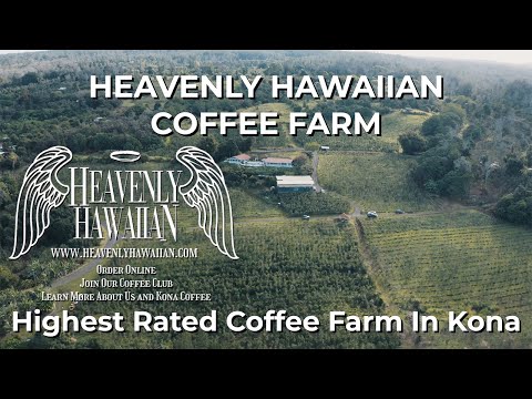 Fazenda de café celestial havaiana 100% café Kona da grande ilha do Havaí
