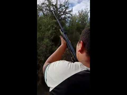 Cazando Palomas en Santa Rosa La Pampa, Barrio los Hornos.