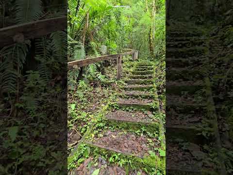 Sendero Los Quetzales, Parque Nacional Volcán Barú. Chiriquí, Panamá