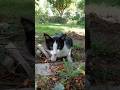 Hungry Cute Tuxedo Cat Short Shorts