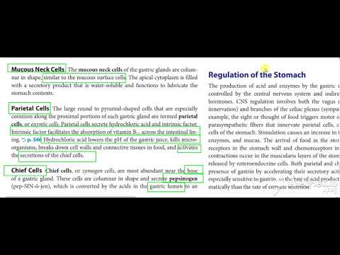 Gastric wall histology 6