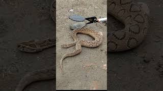 Russell viper snake rescue #russellviper #shorts #viral