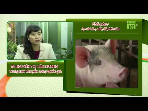 , title : 'Khắc phục lợn bỏ ăn, sốt, đi phân táo |  Hỏi đáp trong ngày 24/04/2020 | VTC16'