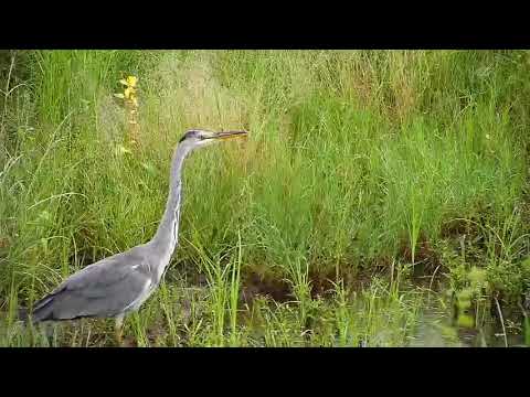 Djuma: Grey Heron and then Blacksmith Lapwings (no audio) - 06:43 - 02/14/21