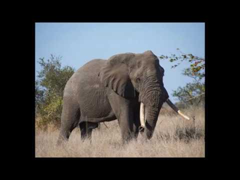 download lagu mp3 mp4 Sa World Vets, download lagu Sa World Vets gratis, unduh video klip Sa World Vets