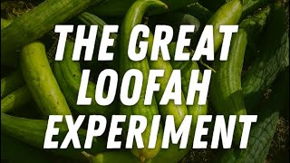 My Amazing Loofah Experiment!! How I Saved Time Processing Loofah / Luffa!