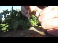 Removing cobwebs from a Dragonfly