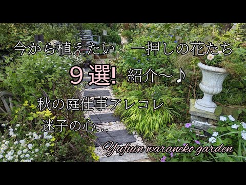窓辺で最も人気のある10の顕花植物 庭の練習