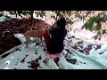 Dog Helping To Coffee Picking In Coorg
