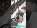 Seedling Planting Tool Precision Seedling Planting Tool For Modern Agriculture