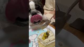誕生日ケーキを食べるワンコ🐶 #フレブル #フレンチブルドッグ #vlog #frenchie #shorts 　　