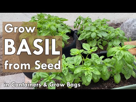容器内の種子からバジルを育てる方法 |種から収穫まで