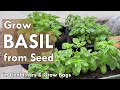 How to Grow Basil from Seed in Containers | from Seed to Harvest