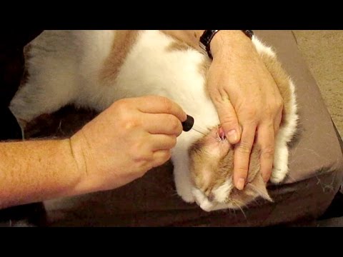 How to treat your cat's ear infection at home using tea tree oil