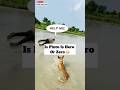 Dog Pluto Saves Man From Drowning I 😳 | #700
