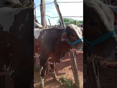 O preço do gado na feira de Limoeiro-PE
