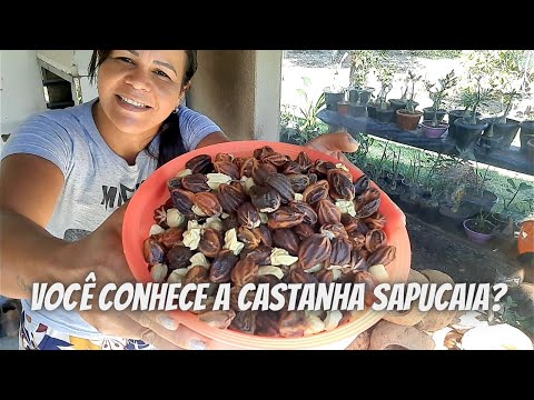 Conheça com detalhes a castanha SAPUCAIA| #vidanaroça #curiosidades #sapucaia