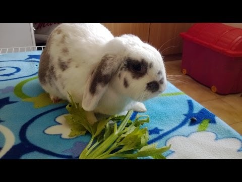A che età a cuccioli per avvelenare vermi Eruzione su pelle a lyambliya