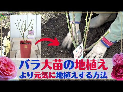 冬の間ディプラデニアを維持するにはどうすればよいですか？手入れのためにいつ持ち込むのですか？  庭園