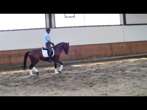 Estobar x Don Crusador von ´11