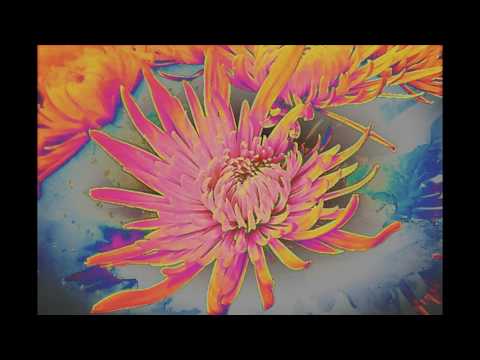 RADIO WIEN ORF WILLIELMINE SPITAL 1986 (DREAM OF LIFE)