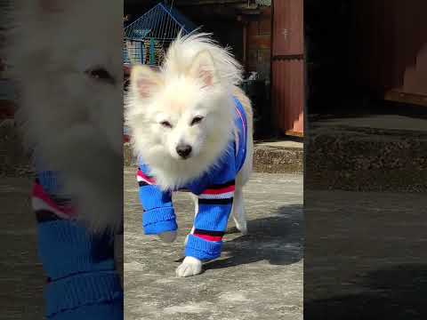 #love #vlog #minivlog #lovewithsero