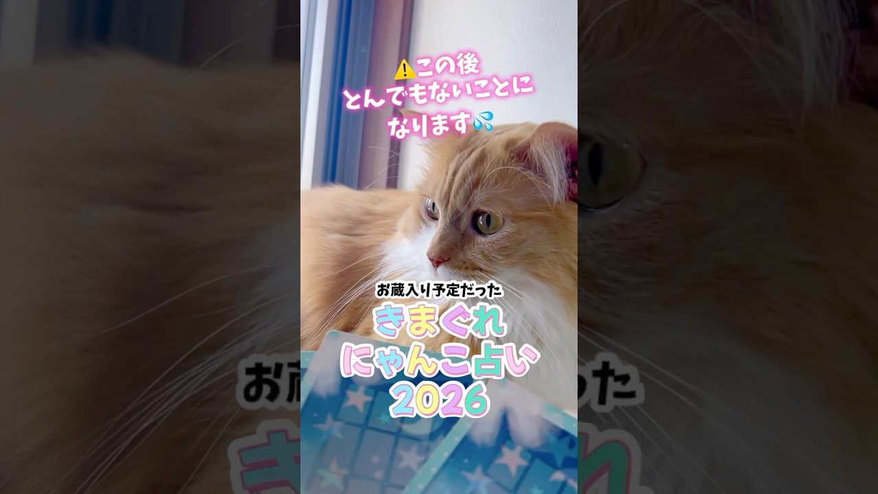 ボツにするか迷ったけど頑張って編集しましたのであたたかい気持ちでご覧ください😂#占い #カードリーディング #タロット占い #タロット #猫