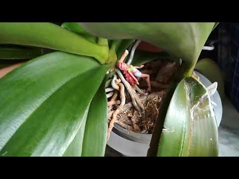 💧Мои орхидейки ВОДОХЛЁБКИ💙хотят попить💦(26.09.2021)