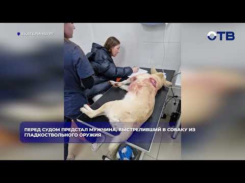 Перед судом предстал мужчина, выстреливший в собаку из гладкоствольного оружия